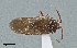  (Megalopsallus teretis - UAIC1135589)  @11 [ ] by (2021) Wendy Moore University of Arizona Insect Collection