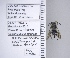  ( - UAIC1138678)  @11 [ ] by (2021) Wendy Moore University of Arizona Insect Collection