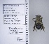  (Trachusa manni - UAIC1138689)  @11 [ ] by (2021) Wendy Moore University of Arizona Insect Collection