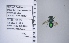  (Osmia foxi - UAIC1138692)  @11 [ ] by (2021) Wendy Moore University of Arizona Insect Collection