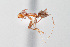  (Dorymyrmex az02 - UAIC1148215)  @11 [ ] Unspecified (default): All Rights Reserved (2023) Wendy Moore University of Arizona
