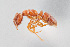  (Hypoponera bca01 - UAIC1148219)  @11 [ ] Unspecified (default): All Rights Reserved (2023) Wendy Moore University of Arizona
