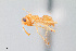  (Myrmecocystus navajo - UAIC1148230)  @11 [ ] Unspecified (default): All Rights Reserved (2023) Wendy Moore University of Arizona