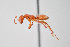  (Polyergus breviceps - UAIC1148250)  @11 [ ] Unspecified (default): All Rights Reserved (2023) Wendy Moore University of Arizona