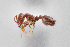  (Temnothorax nitens - UAIC1148267)  @11 [ ] Unspecified (default): All Rights Reserved (2023) Wendy Moore University of Arizona