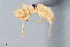  (Lasius fallax - UAIC1148280)  @11 [ ] Unspecified (default): All Rights Reserved (2023) Wendy Moore University of Arizona