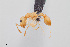  (Temnothorax silvestrii - UAIC1148290)  @11 [ ] Unspecified (default): All Rights Reserved (2023) Wendy Moore University of Arizona