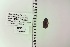  ( - UAIC1148414)  @11 [ ] by (2022) Joseph Montoya University of Arizona, Insect Collection