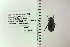  ( - UAIC1148416)  @11 [ ] by (2022) Joseph Montoya University of Arizona, Insect Collection