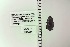  ( - UAIC1148433)  @11 [ ] by (2022) Joseph Montoya University of Arizona, Insect Collection
