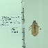  ( - UAIC1148869)  @11 [ ] by (2022) Joseph Montoya University of Arizona, Insect Collection