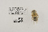  ( - UAIC1191012)  @11 [ ] CC BY (2025) University of Arizona Insect Collection University of Arizona Insect Collection