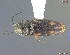  (Neohypdonus gentilis - UAM:Ento:79315)  @13 [ ] CreativeCommons - Attribution Non-Commercial No Derivatives (2013) Derek Sikes University of Alaska Museum