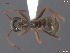  (Formica podzolica - UAM:Ento:96736)  @12 [ ] CreativeCommons - Attribution Non-Commercial No Derivatives (2013) Derek Sikes University of Alaska Museum