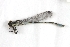  (Coenagrion angulatum - UAM:Ento:118140)  @14 [ ] CreativeCommons - Attribution Non-Commercial No Derivatives (2013) Derek Sikes University of Alaska Museum