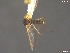  (Aedes punctor - UAM:Ento:21208)  @13 [ ] CreativeCommons - Attribution Non-Commercial No Derivatives (2013) Derek Sikes University of Alaska Museum