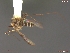  (Aedes sticticus - UAM:Ento:21765)  @13 [ ] CreativeCommons - Attribution Non-Commercial No Derivatives (2013) Derek Sikes University of Alaska Museum