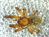  (Enoplognatha marmorata - UAM:Ento:94765)  @13 [ ] CreativeCommons - Attribution Non-Commercial No Derivatives (2013) Derek Sikes University of Alaska Museum