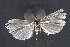  (Crambus perlellus - UAM:Ento:131626)  @12 [ ] CreativeCommons - Attribution Non-Commercial No Derivatives (2013) Derek Sikes University of Alaska Museum
