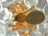  (Agyneta amersaxatilis cf - UAM:Ento:235624)  @11 [ ] CreativeCommons - Attribution Non-Commercial No Derivatives (2013) Derek Sikes University of Alaska Museum