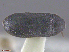  (Megatoma perversa - UAM:Ento:311321)  @12 [ ] CreativeCommons  Attribution Non-Commercial No Derivatives (2016) Derek Sikes University of Alaska Museum