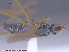  ( - UAM:Ento:18764)  @11 [ ] CreativeCommons - Attribution Non-Commercial No Derivatives (2015) Derek Sikes University of Alaska Museum