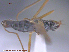  ( - UAM:Ento:18756)  @11 [ ] CreativeCommons - Attribution Non-Commercial No Derivatives (2015) Derek Sikes University of Alaska Museum
