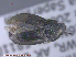  ( - UAM:Ento:20812)  @12 [ ] CreativeCommons - Attribution Non-Commercial No Derivatives (2015) Derek Sikes University of Alaska Museum