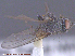  (Alliopsis sp - UAM:Ento:22473)  @11 [ ] CreativeCommons - Attribution Non-Commercial No Derivatives (2015) Derek Sikes University of Alaska Museum