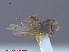  ( - UAM:Ento:22783)  @12 [ ] CreativeCommons - Attribution Non-Commercial No Derivatives (2015) Derek Sikes University of Alaska Museum