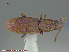  ( - UAM:Ento:30487)  @11 [ ] CreativeCommons - Attribution Non-Commercial No Derivatives (2015) Derek Sikes University of Alaska Museum