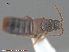  ( - UAM:Ento:29855)  @11 [ ] CreativeCommons - Attribution Non-Commercial No Derivatives (2015) Derek Sikes University of Alaska Museum