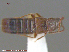  ( - UAM:Ento:29853)  @11 [ ] CreativeCommons - Attribution Non-Commercial No Derivatives (2015) Derek Sikes University of Alaska Museum