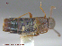  ( - UAM:Ento:29817)  @11 [ ] CreativeCommons - Attribution Non-Commercial No Derivatives (2015) Derek Sikes University of Alaska Museum