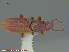  ( - UAM:Ento:30513)  @11 [ ] CreativeCommons - Attribution Non-Commercial No Derivatives (2015) Derek Sikes University of Alaska Museum