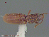  ( - UAM:Ento:30515)  @11 [ ] CreativeCommons - Attribution Non-Commercial No Derivatives (2015) Derek Sikes University of Alaska Museum