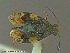  (Teloleuca - UAM:Ento:86179)  @14 [ ] CreativeCommons - Attribution Non-Commercial No Derivatives (2014) Derek Sikes University of Alaska Museum