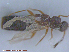  (Phloeopora sp. 2 - UAM:Ento:82734)  @11 [ ] CreativeCommons - Attribution Non-Commercial No Derivatives (2015) Derek Sikes University of Alaska Museum