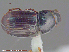  ( - UAM:Ento:82689)  @11 [ ] CreativeCommons - Attribution Non-Commercial No Derivatives (2015) Derek Sikes University of Alaska Museum