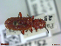  ( - UAM:Ento:72209)  @11 [ ] CreativeCommons  Attribution Non-Commercial No Derivatives (2023) Derek Sikes University of Alaska Museum