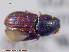  ( - UAM:Ento:95569)  @11 [ ] CreativeCommons - Attribution Non-Commercial No Derivatives (2015) Derek Sikes University of Alaska Museum