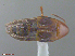  ( - UAM:Ento:82279)  @12 [ ] CreativeCommons  Attribution Non-Commercial No Derivatives (2016) Derek Sikes University of Alaska Museum
