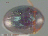 ( - UAM:Ento:82971)  @11 [ ] CreativeCommons - Attribution Non-Commercial No Derivatives (2014) Derek Sikes University of Alaska Museum