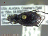  (Pelophila rudis - UAM:Ento:81084)  @13 [ ] CreativeCommons - Attribution Non-Commercial No Derivatives (2014) Derek Sikes University of Alaska Museum