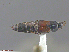  ( - UAM:Ento:81096)  @11 [ ] CreativeCommons  Attribution Non-Commercial No Derivatives (2016) Derek Sikes University of Alaska Museum