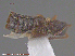  ( - UAM:Ento:80334)  @11 [ ] CreativeCommons - Attribution Non-Commercial No Derivatives (2015) Derek Sikes University of Alaska Museum