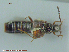  ( - UAM:Ento:80974)  @12 [ ] CreativeCommons - Attribution Non-Commercial No Derivatives (2015) Derek Sikes University of Alaska Museum