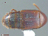  ( - UAM:Ento:79305)  @11 [ ] CreativeCommons  Attribution Non-Commercial No Derivatives (2016) Derek Sikes University of Alaska Museum