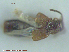  ( - UAM:Ento:76285)  @11 [ ] CreativeCommons - Attribution Non-Commercial No Derivatives (2015) Derek Sikes University of Alaska Museum