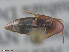  ( - UAM:Ento:78635)  @11 [ ] CreativeCommons  Attribution Non-Commercial No Derivatives (2016) Derek Sikes University of Alaska Museum